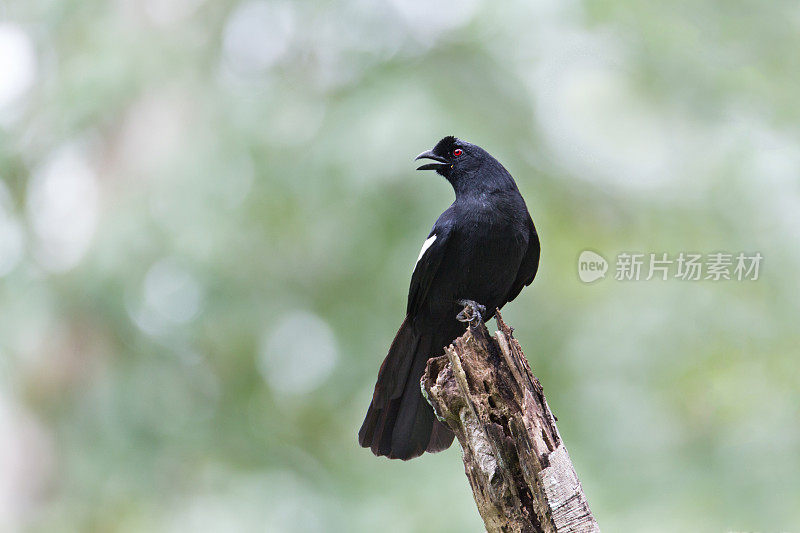 喜鹊:成年马来亚黑喜鹊(Platysmurus leucopterus)